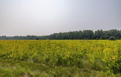 13 Acres WHITETAIL LANE, Tipler, WI 54542