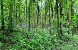 1.5 Jones Road, German, NY 13801