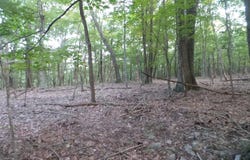 2 YOUNGBLOOD, GREAT CACAPON, WV 25422
