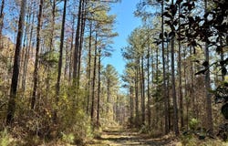 0 County Road 42, Tunnel Springs, AL 36471