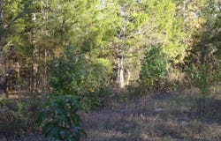Woodcreek Drive, Murchison, TX 75778