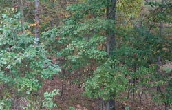 13902 ROLLING OAK DRIVE, ELLERSLIE, MD 21529