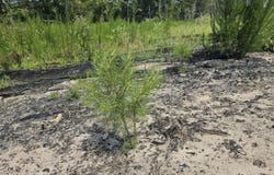 000 Gardner Road, Grady, AL 36036