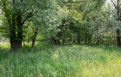 197 E Elm Street, Cedar Springs, MI 49319