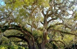 V/L 23 Secret Cove, Woodbine, GA 31569
