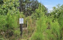 31 Waterside Point, Abbeville, SC 29620