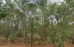 Shiloh Road, Willard, NC 28478