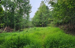 Tbd Spring Valley Rd, Elk Creek, VA 24326