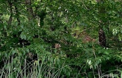 1.0AC HOLBERT COVE Road unit: 2, Saluda, NC 28773