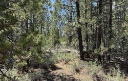 Gabriel Court, Crescent Lake, OR 97733