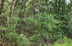 1359 E Chestnut Avenue, Crestview, FL 32539