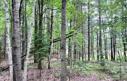 WHITE PINE DR lot: 38, Eagle River, WI 54521