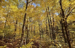 Lot 1 Dockery Road, Williamsburg, MI 49690