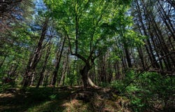 Lot 8 Murray Road, Newport, ME 04953