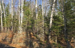 Hawkins Road, Dummer, NH 03588