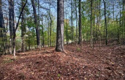 00 Scott Road, Sipsey, AL 35584