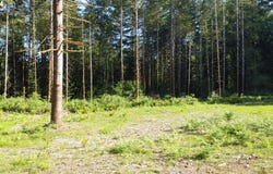 0 Carlon Loop RD, Longview, WA 98632