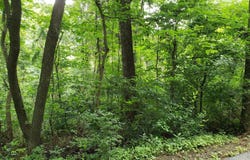 LOTS 1-2 BLACKBIRD WAY, FRONT ROYAL, VA 22630