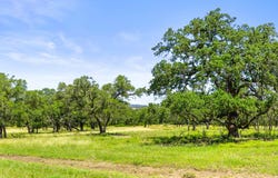938 Lot 1 Lindeman Ln, Blanco, TX 78606
