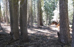 Kitch Trail, Tamarack, CA 95223