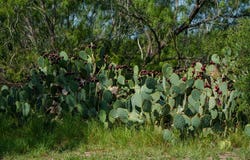 County Road 241, Three Rivers, TX 78071