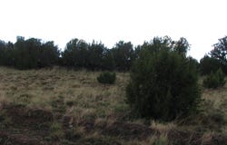 21 & 23 County Road, Concho, AZ 85924