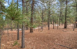 Avenida Securidad lot: 44, Rociada, NM 87742