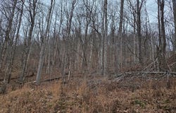 Evans Hollow, Hillsboro, KY 41049