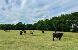 2129 County Road 2130, Cooper, TX 75432
