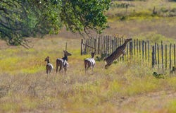 391 Henry P Schmidt Rd, Fredericksburg, TX 78624