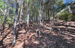 E WHEELER Lane, LAKEWOOD, WI 54138