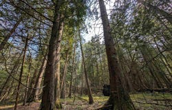 Lot 11 + 14.5a Juniper, Manistique, MI 49854