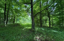 Lot 2 Stroud Lane, Centertown, KY 42328