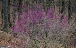 9586 BRUNK SPRING LANE, BROADWAY, VA 22815