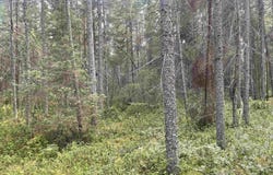 SWAMP ROAD, Tomahawk, WI 54487