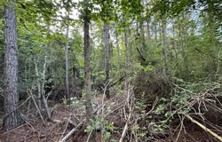 N Lot 1 River Road, Summit, MS 39666