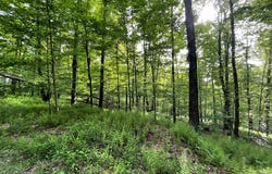 00 Mystery Mountain Lane, Coudersport, PA 16915