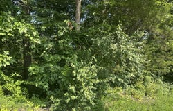 2 Acres Holly Creek Road, Celina, TN 38551