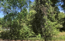 N SCOTT, Farwell, MI 48622