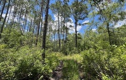 SW Open Sands Loop, Greenville, FL 32331-0000