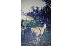 6269 Other, Rocksprings, TX 78880
