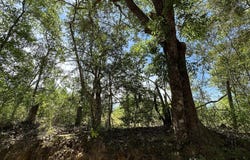 80 Ac Frost Lane, Laurel Hill, FL 32567