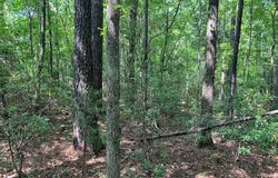 2.03 ac Johnson Mill Road, Hamilton, GA 31811