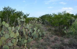 Los Centenarios lot: 92, Laredo, TX 78043