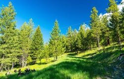 144 Star W Trail, Kila, MT 59920