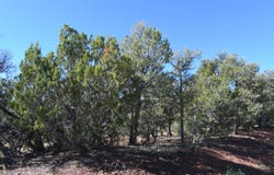 4 Anasazi Court, Sandia Park, NM 87047