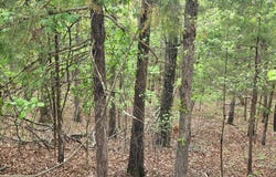 Cedar Lane, Rockaway Beach, MO 65740