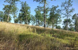 0 Burten Hill Road, Mountain View, AR 72560
