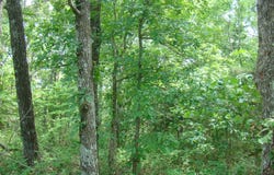 State Route Y, Mountain View, MO 65548