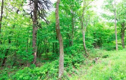 Lot 181 ROCKWOOD TRL, WINCHESTER, VA 22602